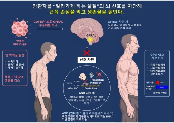 암 환자 말라가게 하는 '악액질' 잡는다…카이스트, 새 RNA 치료 전략 제시